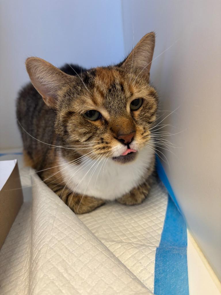 LeeLoo, an adopted mixed breed in Greenfield, IN image 4/4