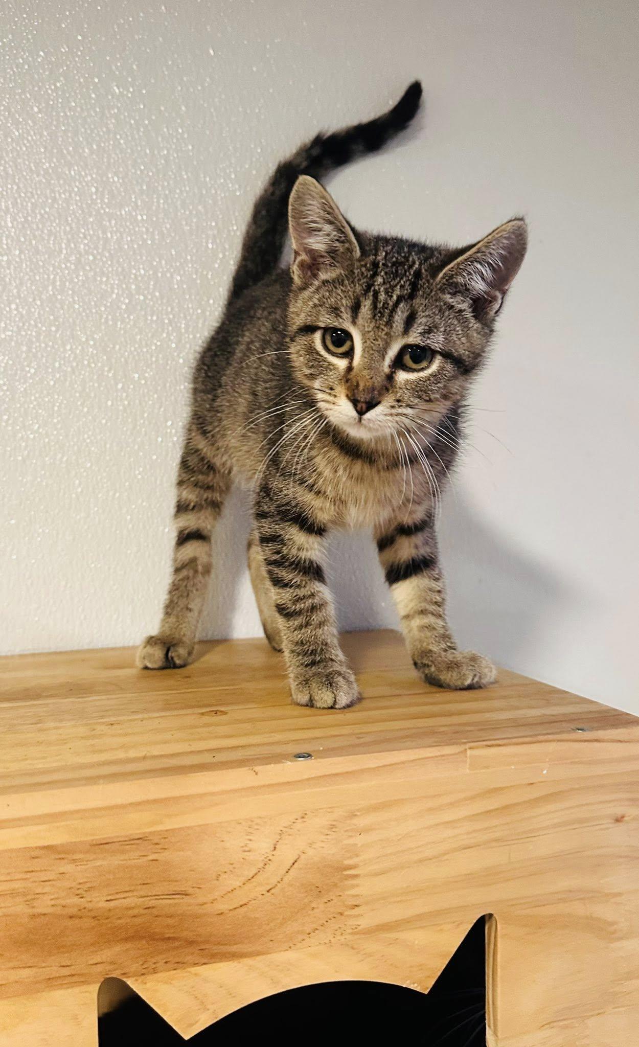 Chance, Adopted, Kitten Male Domestic Short Hair.