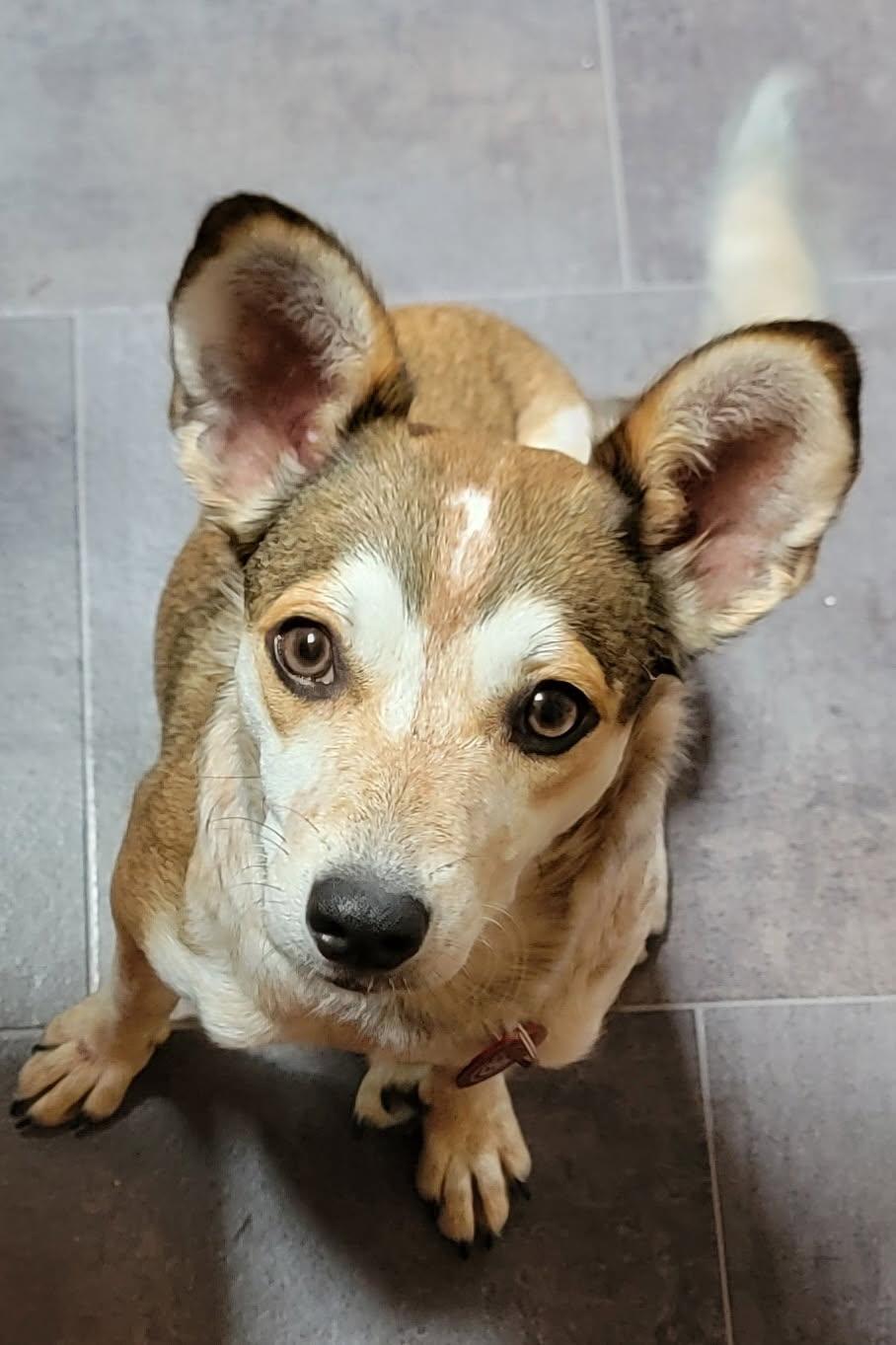 Blanche *LOCAL*, Adopted, Young Female Norwegian Lundehund.