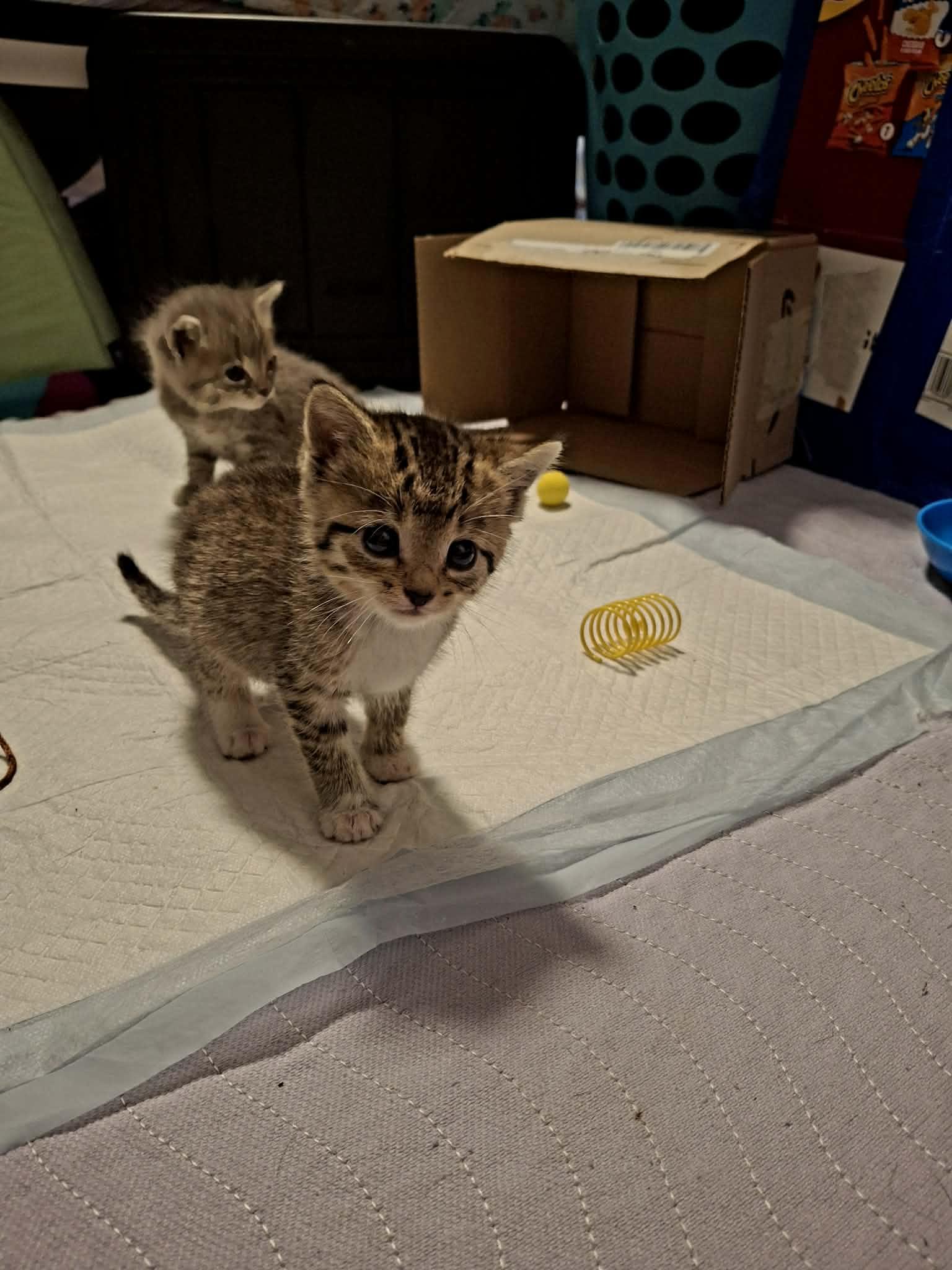 Willow, Adoptable, Kitten Female Domestic Short Hair.