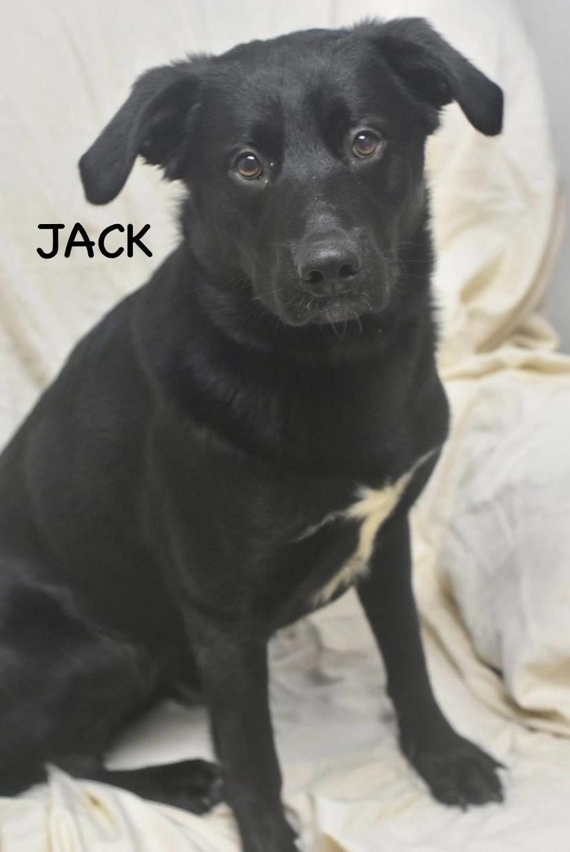 Enlarge JACK, a ADOPTABLE mixed breed in Bowling Green, OH image 5/6