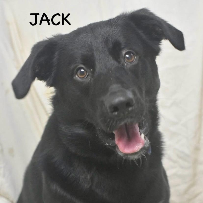 Enlarge JACK, a ADOPTABLE mixed breed in Bowling Green, OH image 1/6