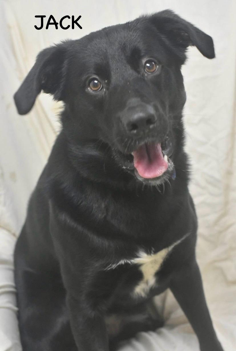 Enlarge JACK, a ADOPTABLE mixed breed in Bowling Green, OH image 6/6