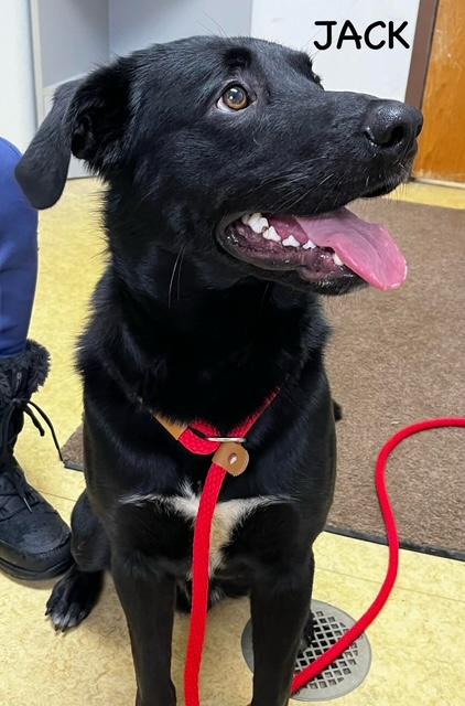 Enlarge JACK, a ADOPTABLE mixed breed in Bowling Green, OH image 2/6