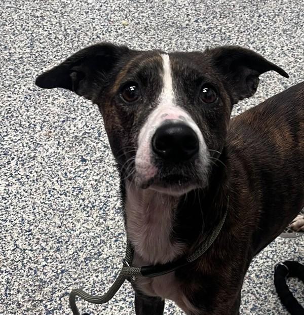 Tana, Adoptable, Adult Female Plott Hound.