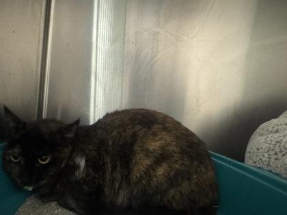 Noelle, Adoptable, Adult Female Domestic Short Hair & Domestic Short Hair.