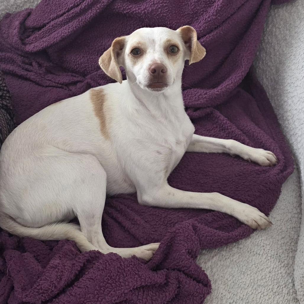 Enlarge Shelly 26-03-135, a Adoptable Terrier in Bastrop, TX image 2/6