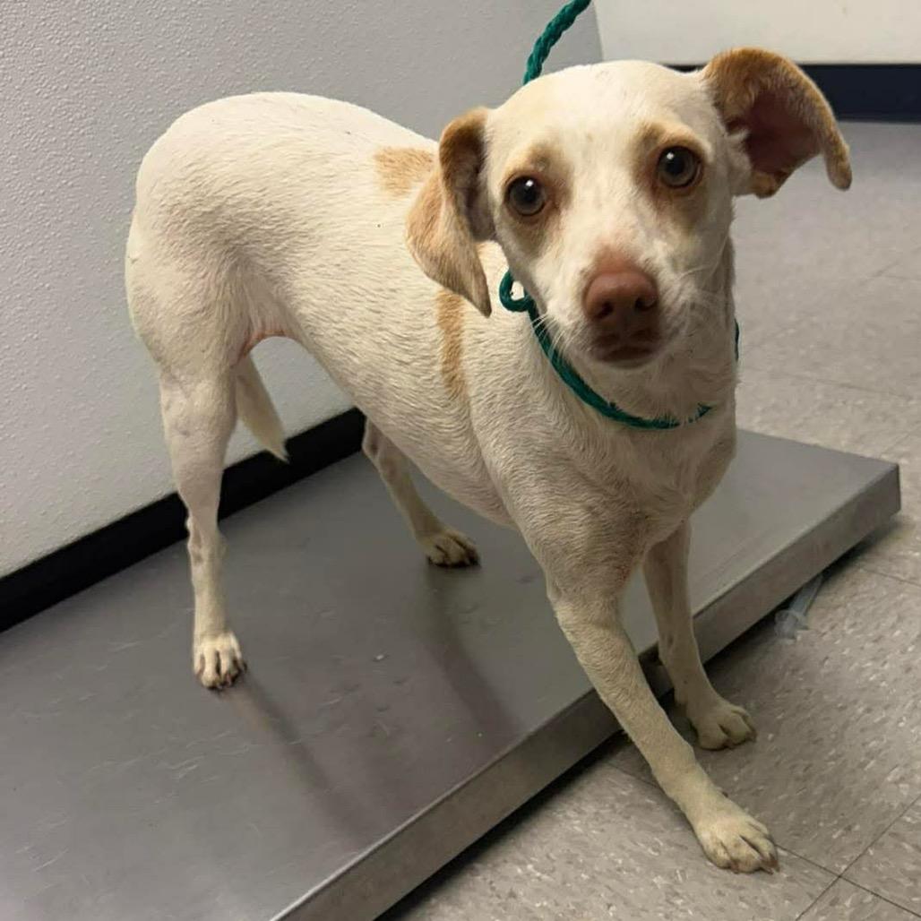 Enlarge Shelly 26-03-135, a Adoptable Terrier in Bastrop, TX image 4/6