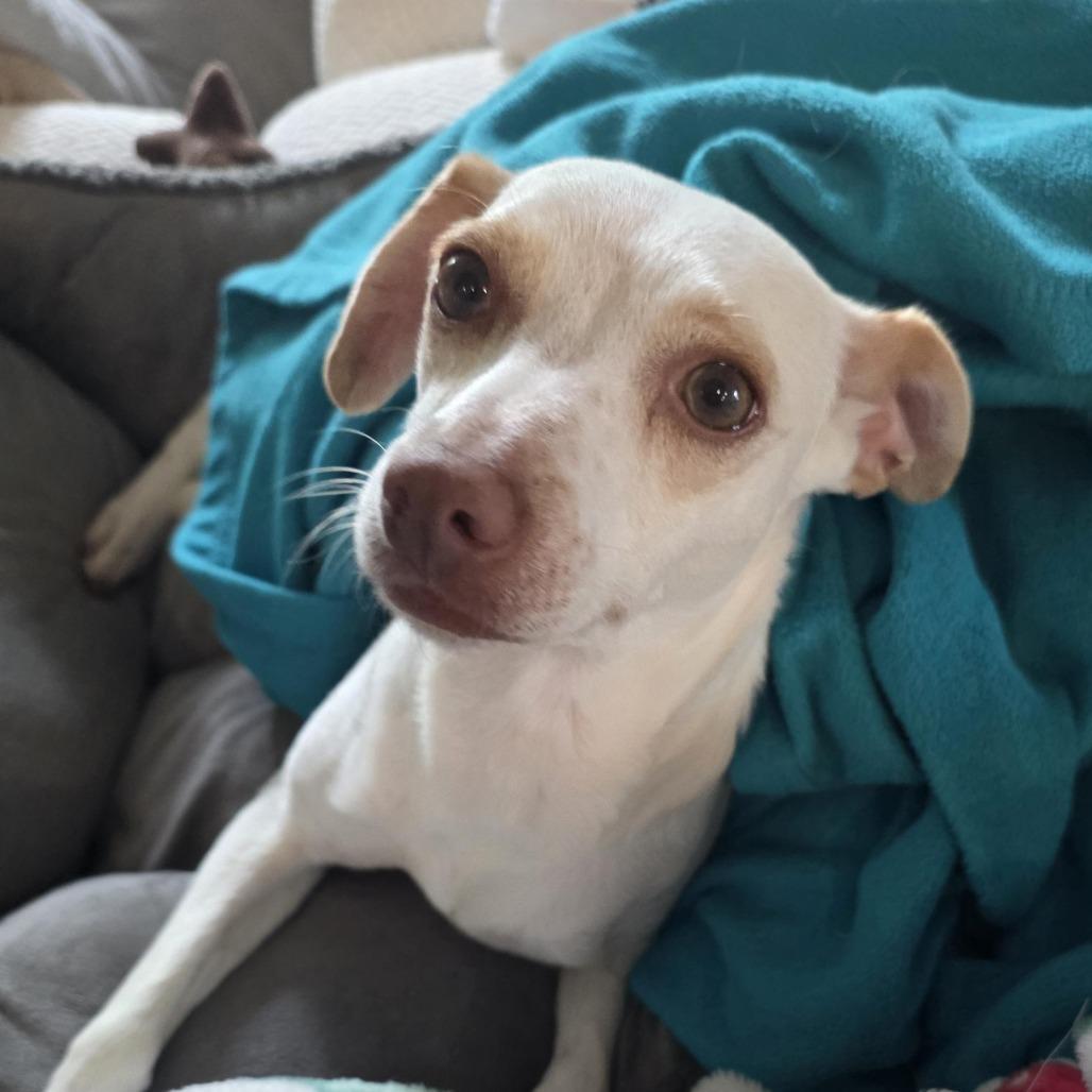 Enlarge Shelly 26-03-135, a Adoptable Terrier in Bastrop, TX image 5/6
