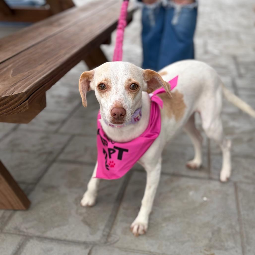 Enlarge Shelly 26-03-135, a Adoptable Terrier in Bastrop, TX image 6/6