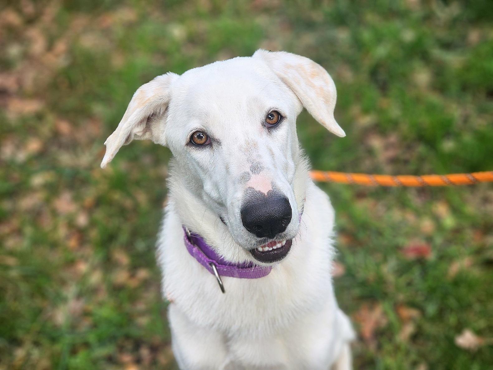 Enlarge Honey, a Adopted Mixed Breed in San Jose, CA image 1/5