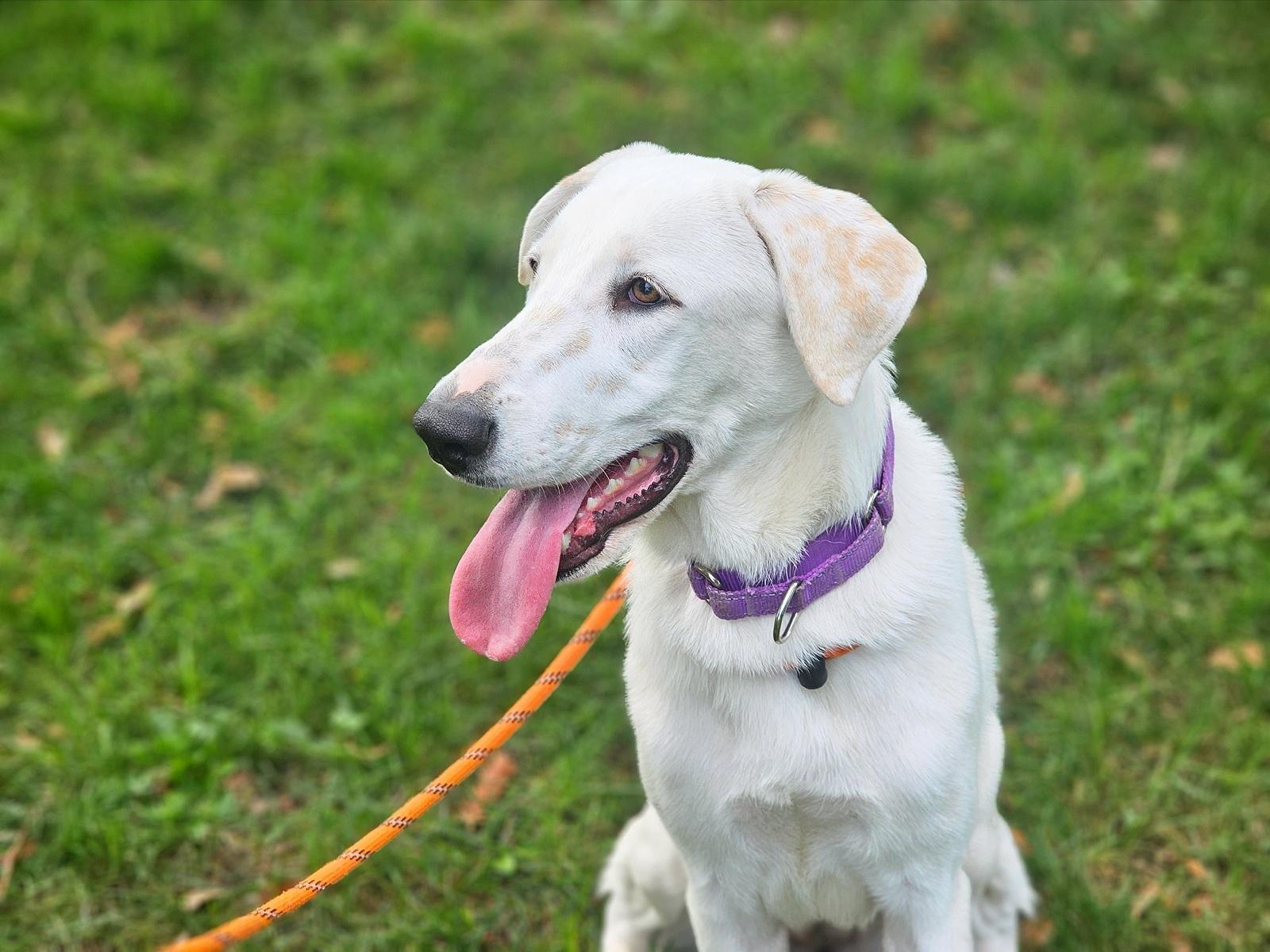 Honey, Adopted, Young Female Mixed Breed.