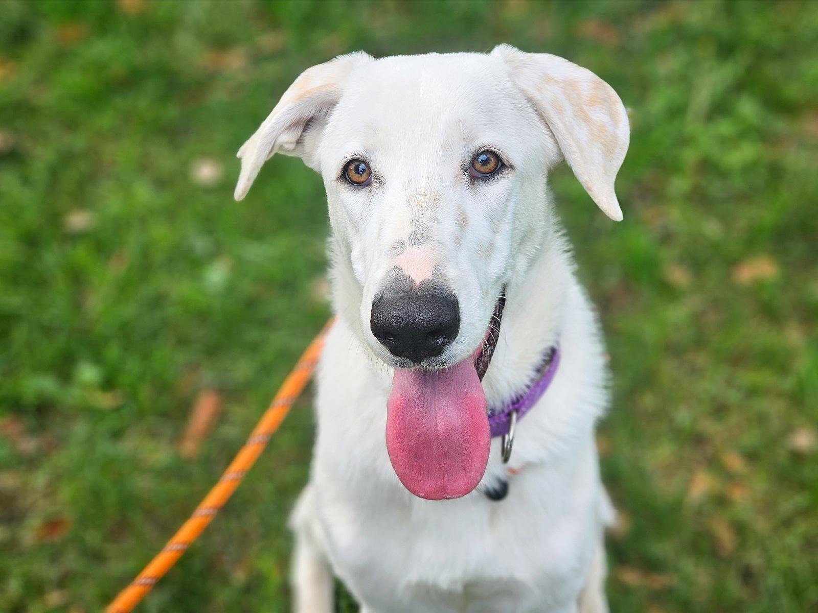 Enlarge Honey, a Adopted Mixed Breed in San Jose, CA image 4/5