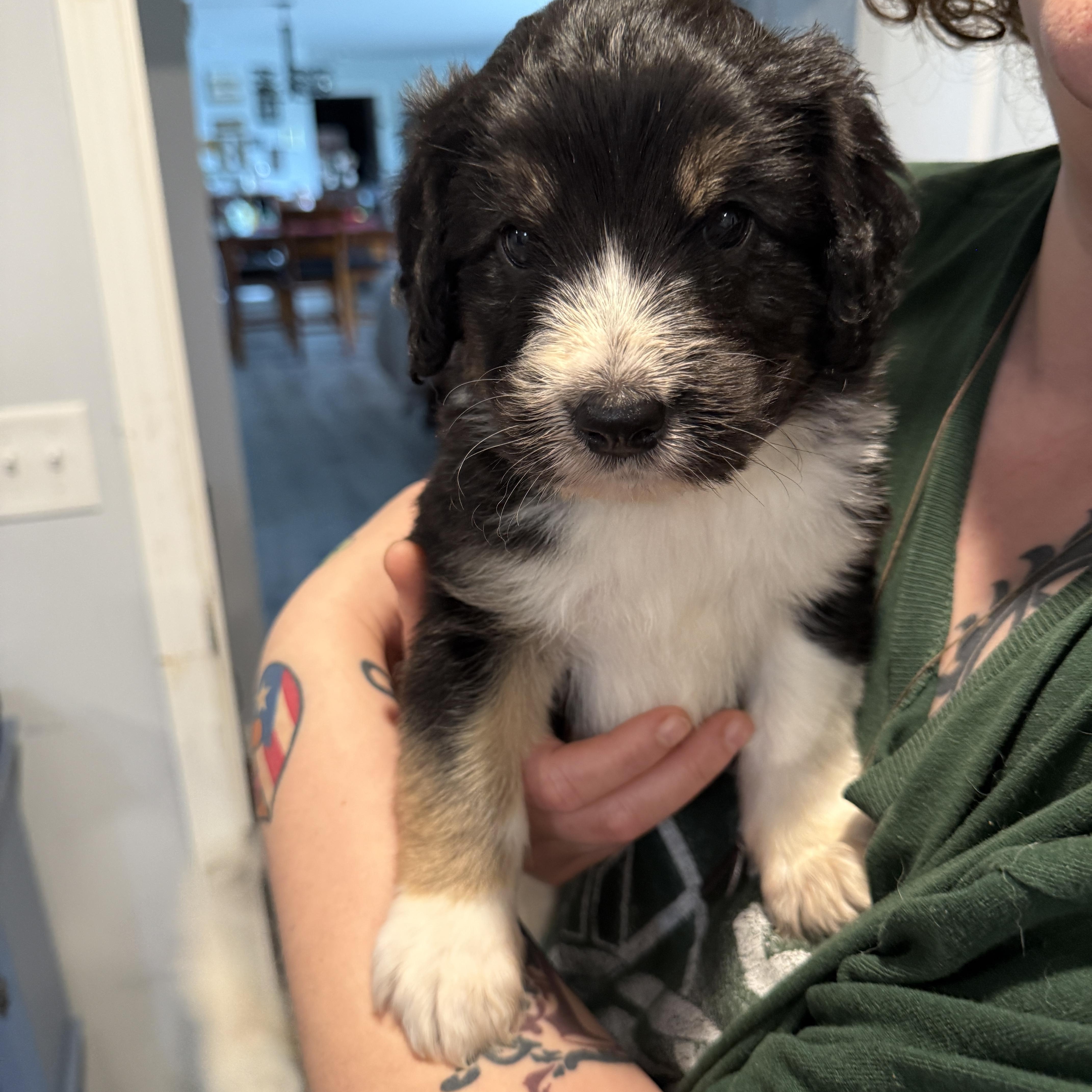 Enlarge Pepper, a ADOPTABLE mixed breed in O Fallon, IL image 4/6
