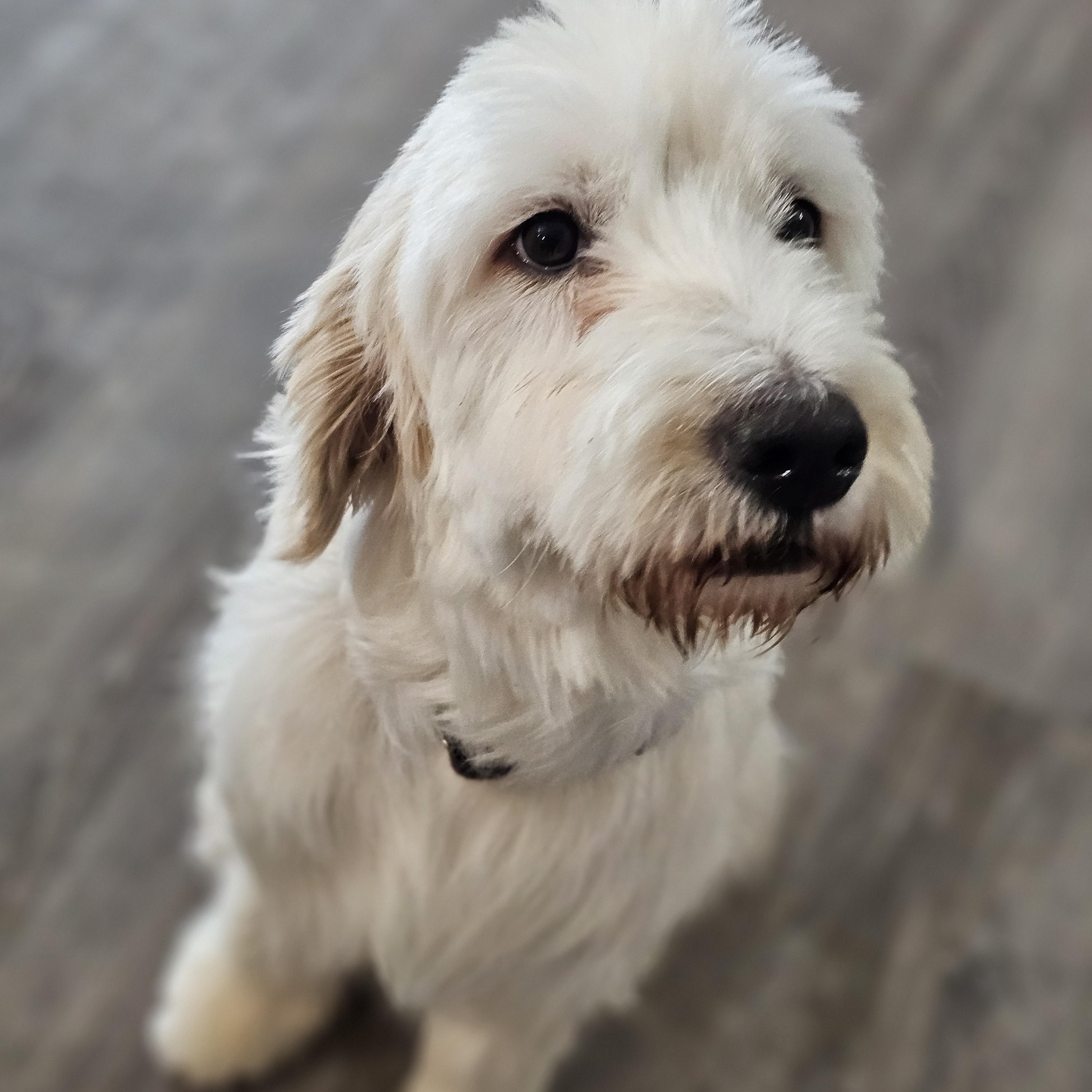Enlarge Pepper, a ADOPTABLE mixed breed in O Fallon, IL image 6/6