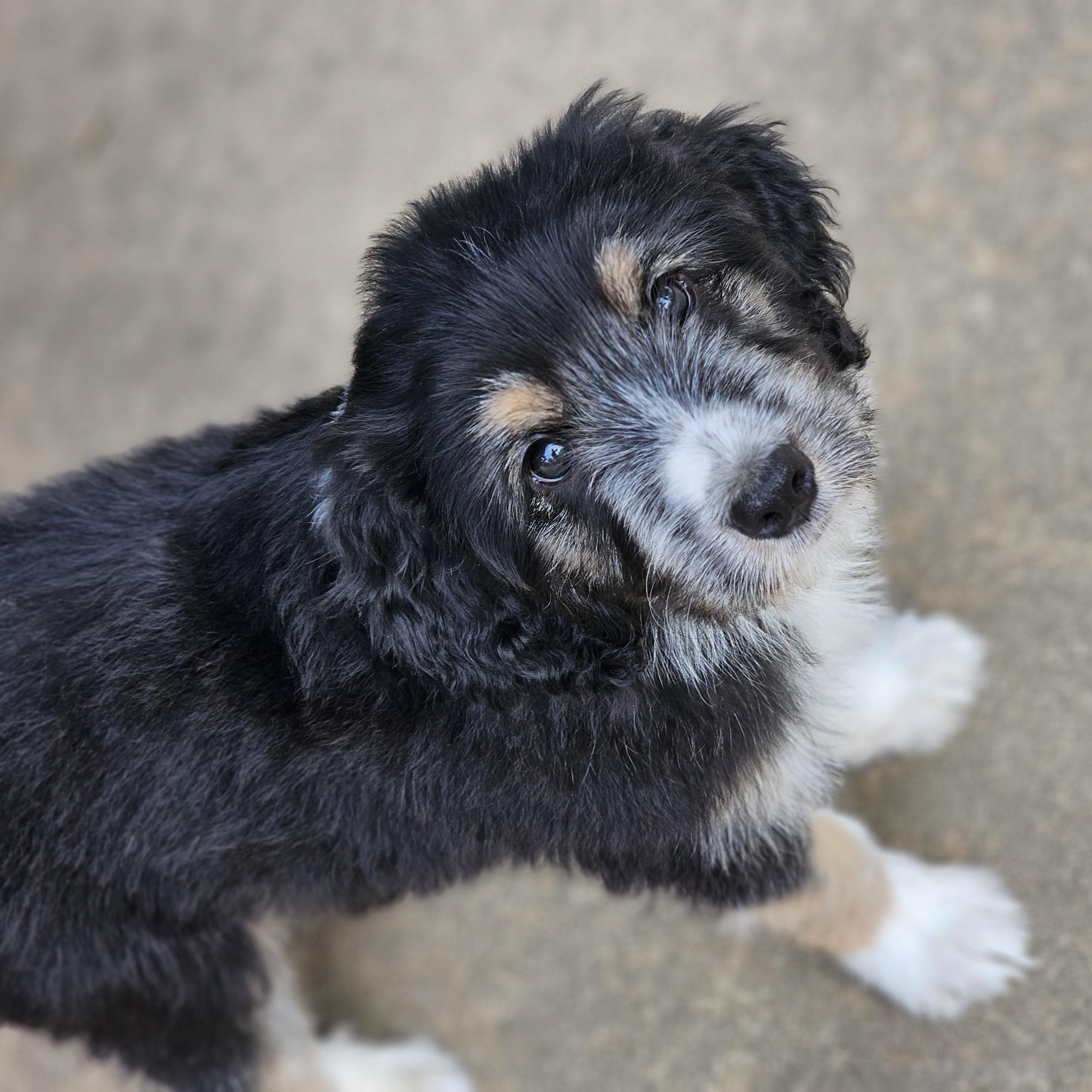 Enlarge Pepper, a ADOPTABLE mixed breed in O Fallon, IL image 5/6