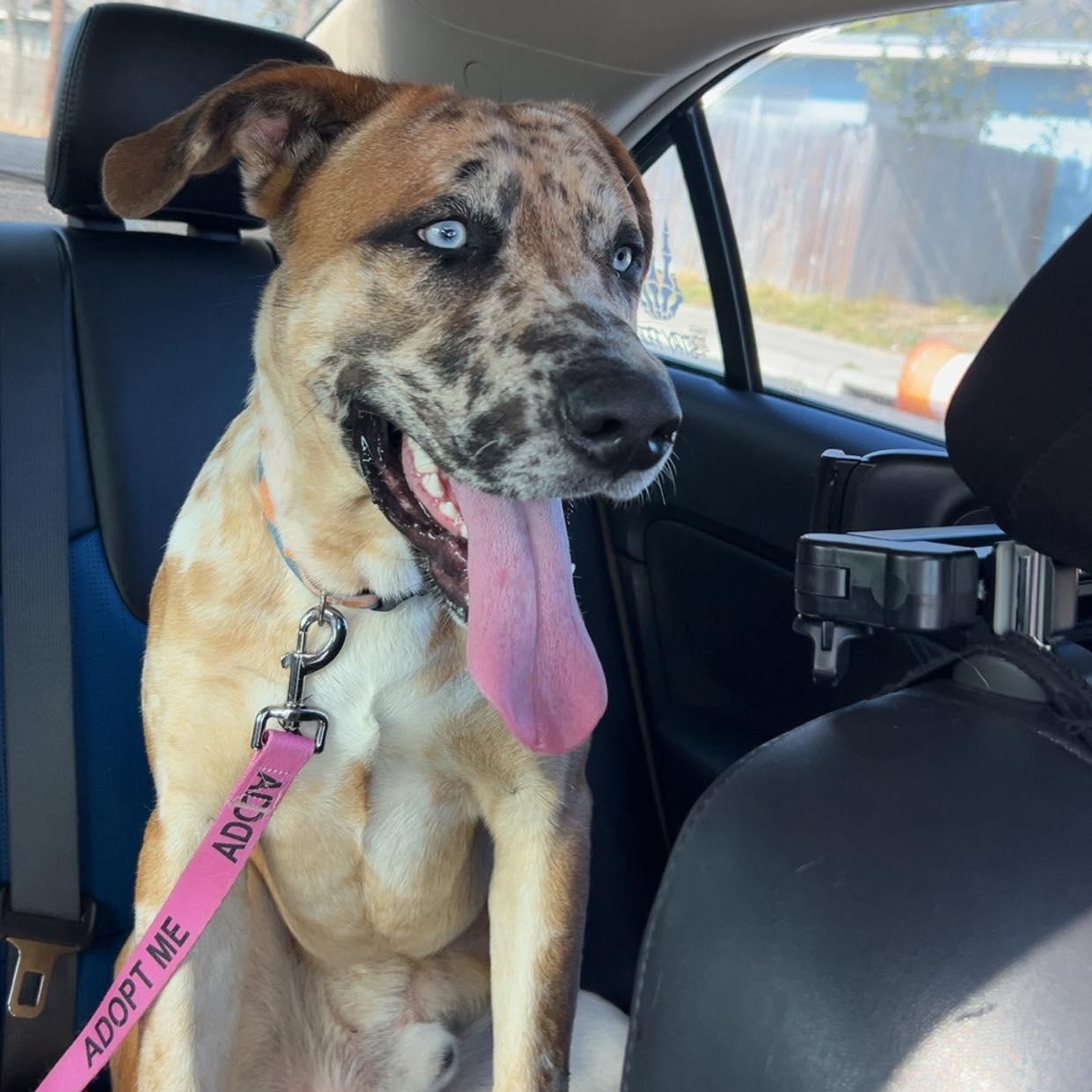 Enlarge Goosebump, an adopted mixed breed in Fort Lupton, CO image 2/6