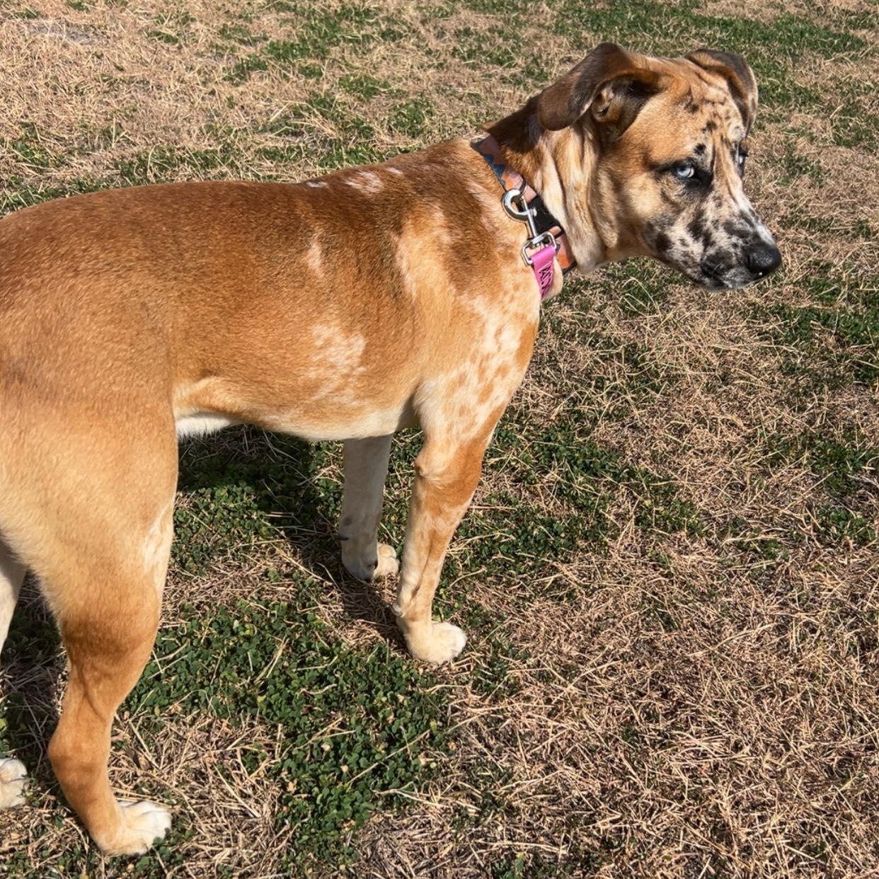 Enlarge Goosebump, an adopted mixed breed in Fort Lupton, CO image 3/6