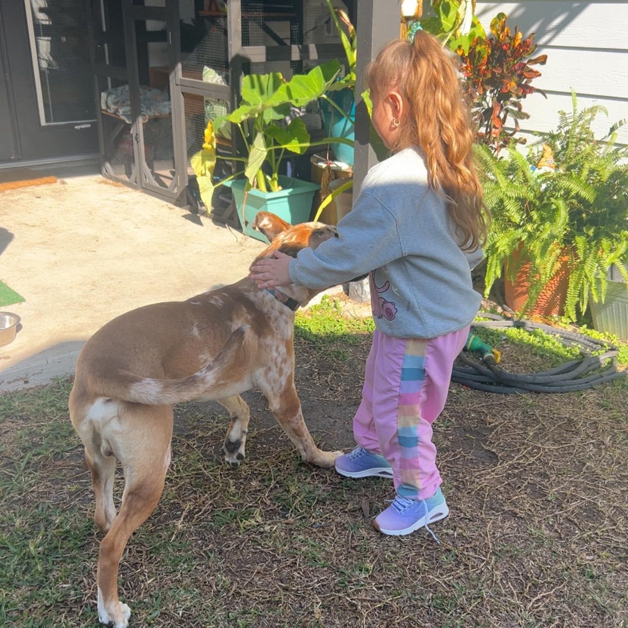 Enlarge Goosebump, an adopted mixed breed in Fort Lupton, CO image 6/6