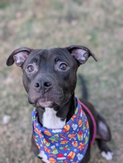Riker, a Adoptable mixed breed in Gulfport, MS image 1/3