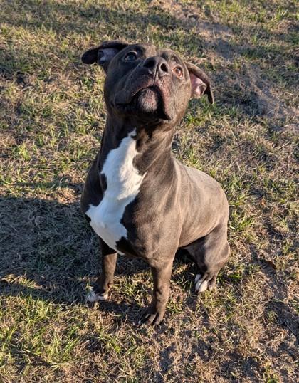 Riker, a Adoptable mixed breed in Gulfport, MS image 2/3