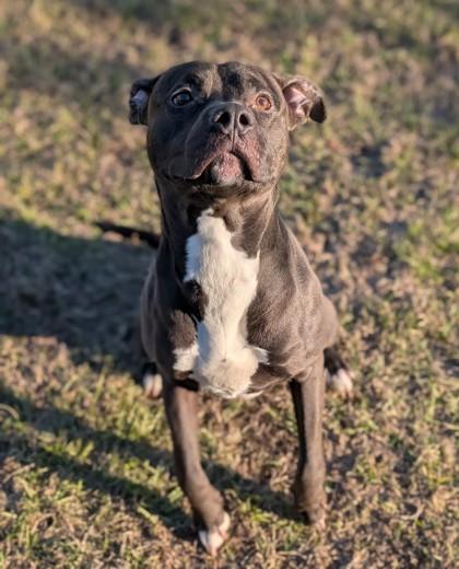 Riker, a Adoptable mixed breed in Gulfport, MS image 3/3