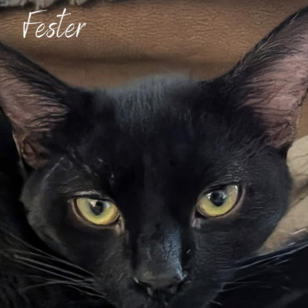 Fester, Adoptable, Young Male Domestic Short Hair.