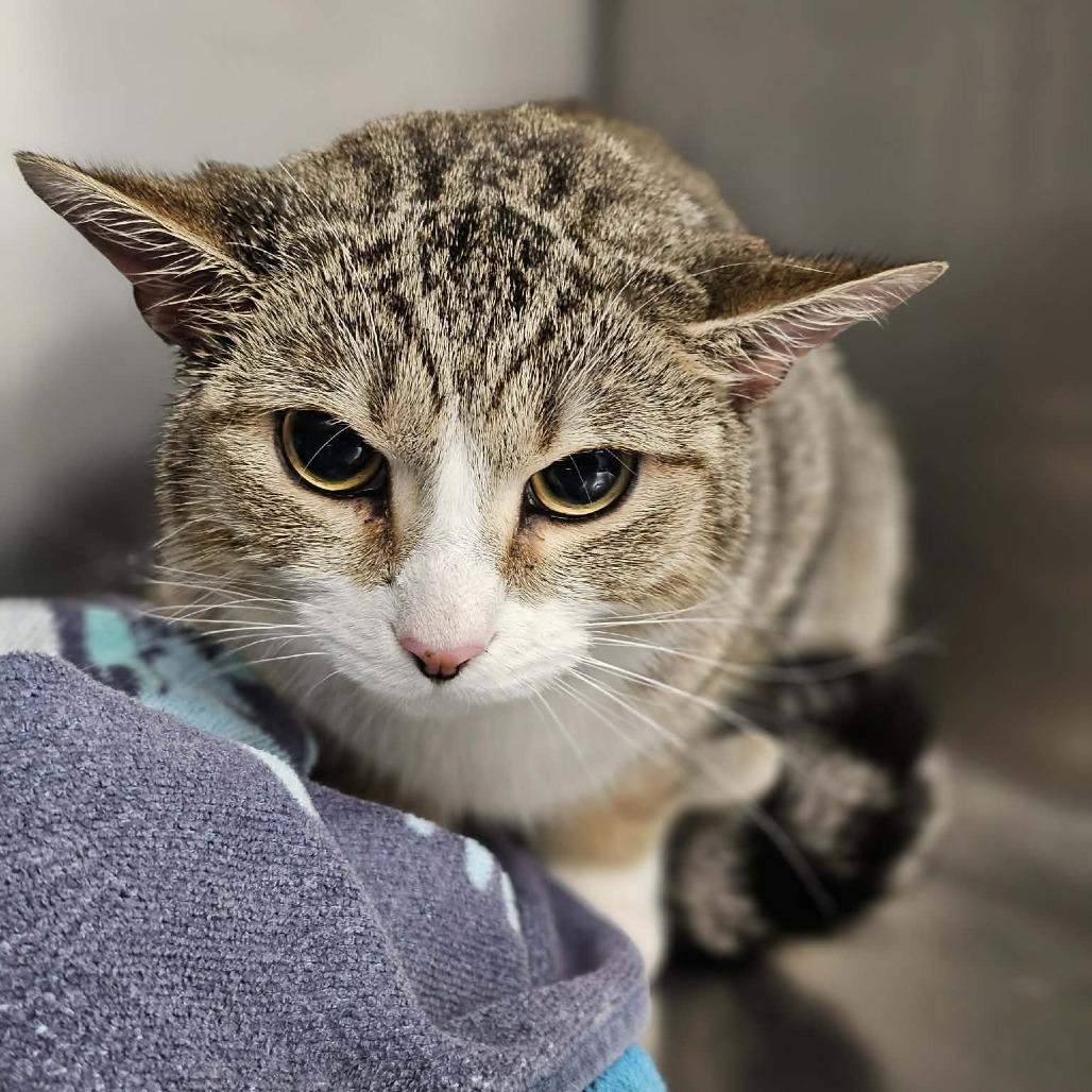 Pandora, Adoptable, Adult Female Domestic Short Hair.