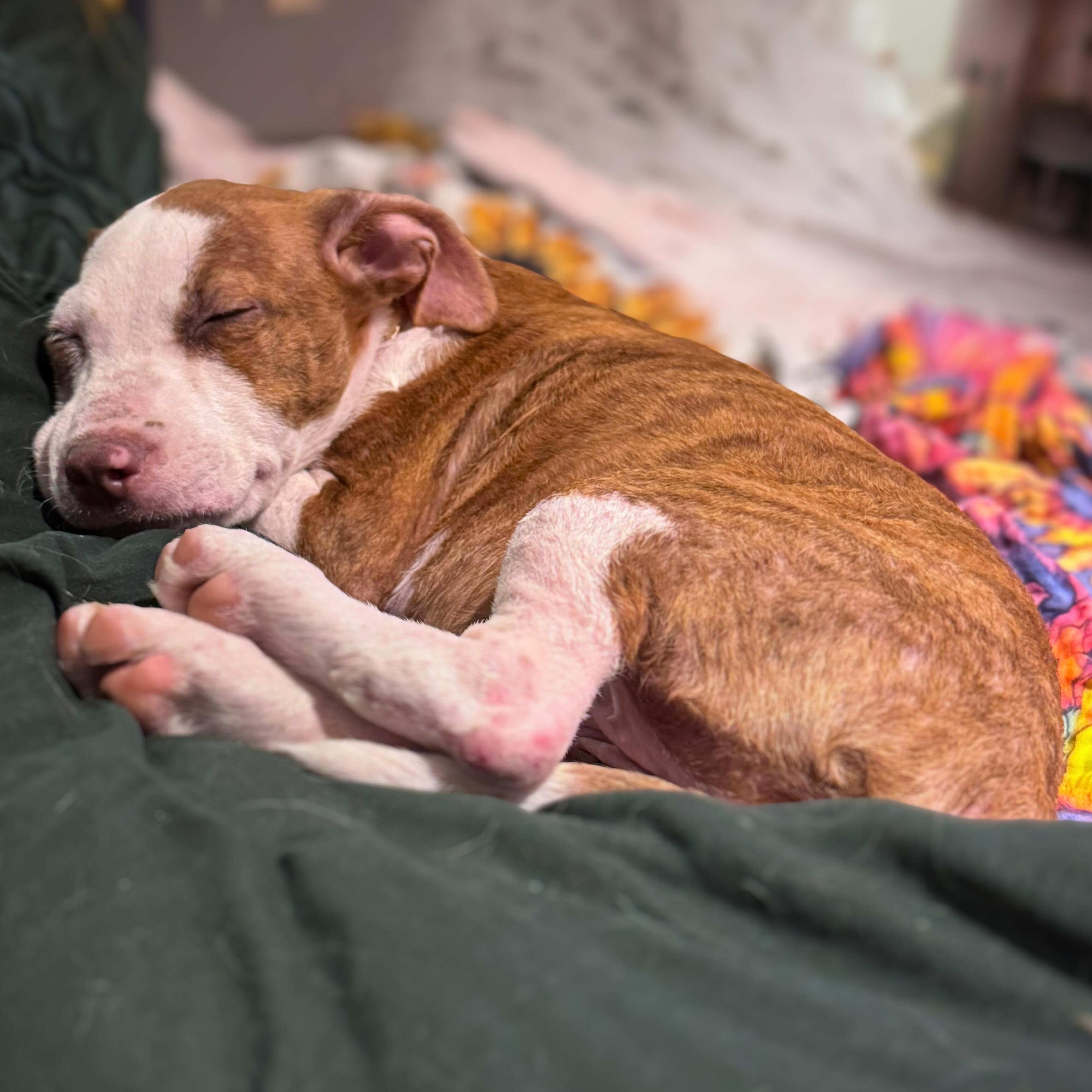 Enlarge Ellie, a ADOPTABLE mixed breed in Baltimore, MD image 2/6
