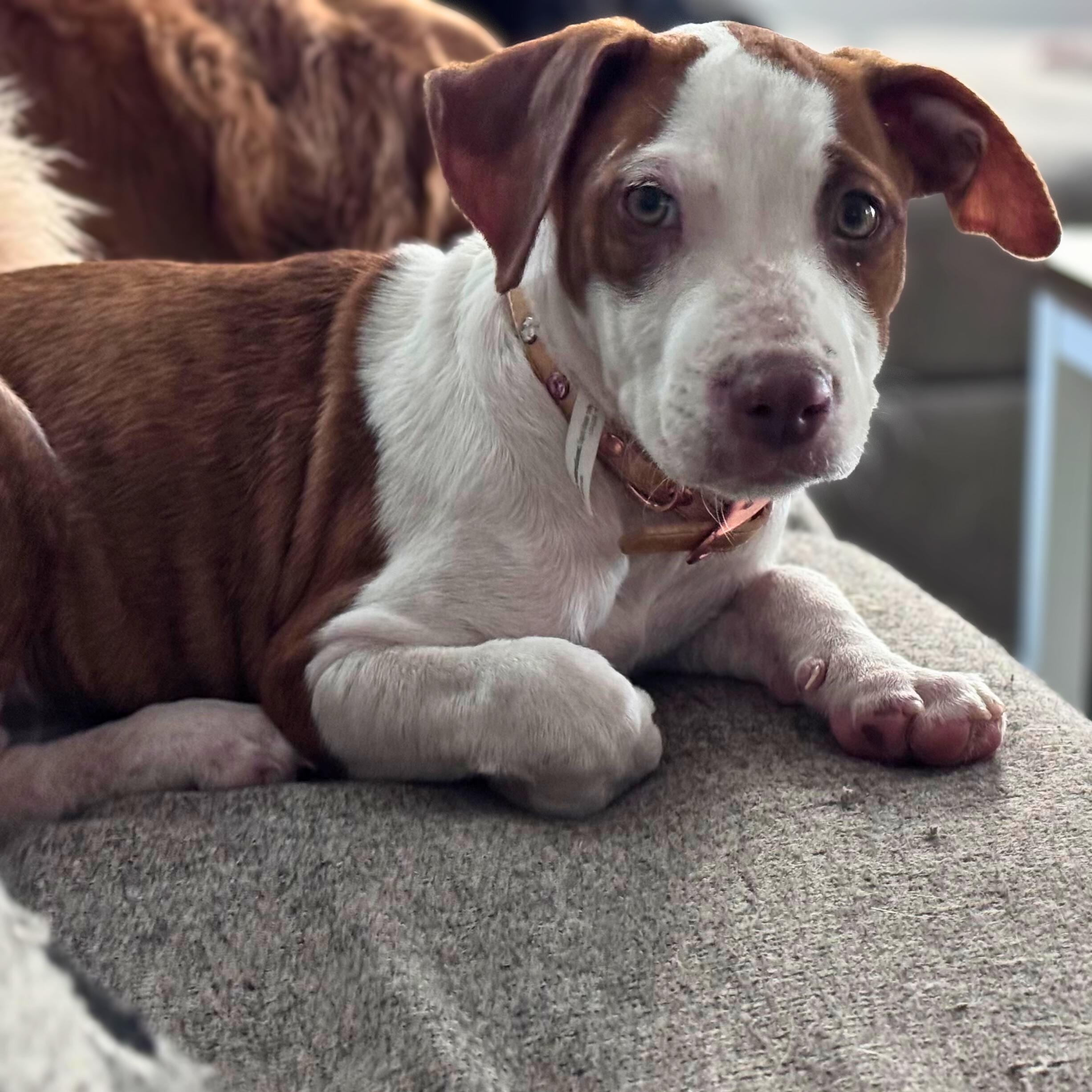 Enlarge Ellie, a ADOPTABLE mixed breed in Baltimore, MD image 3/6