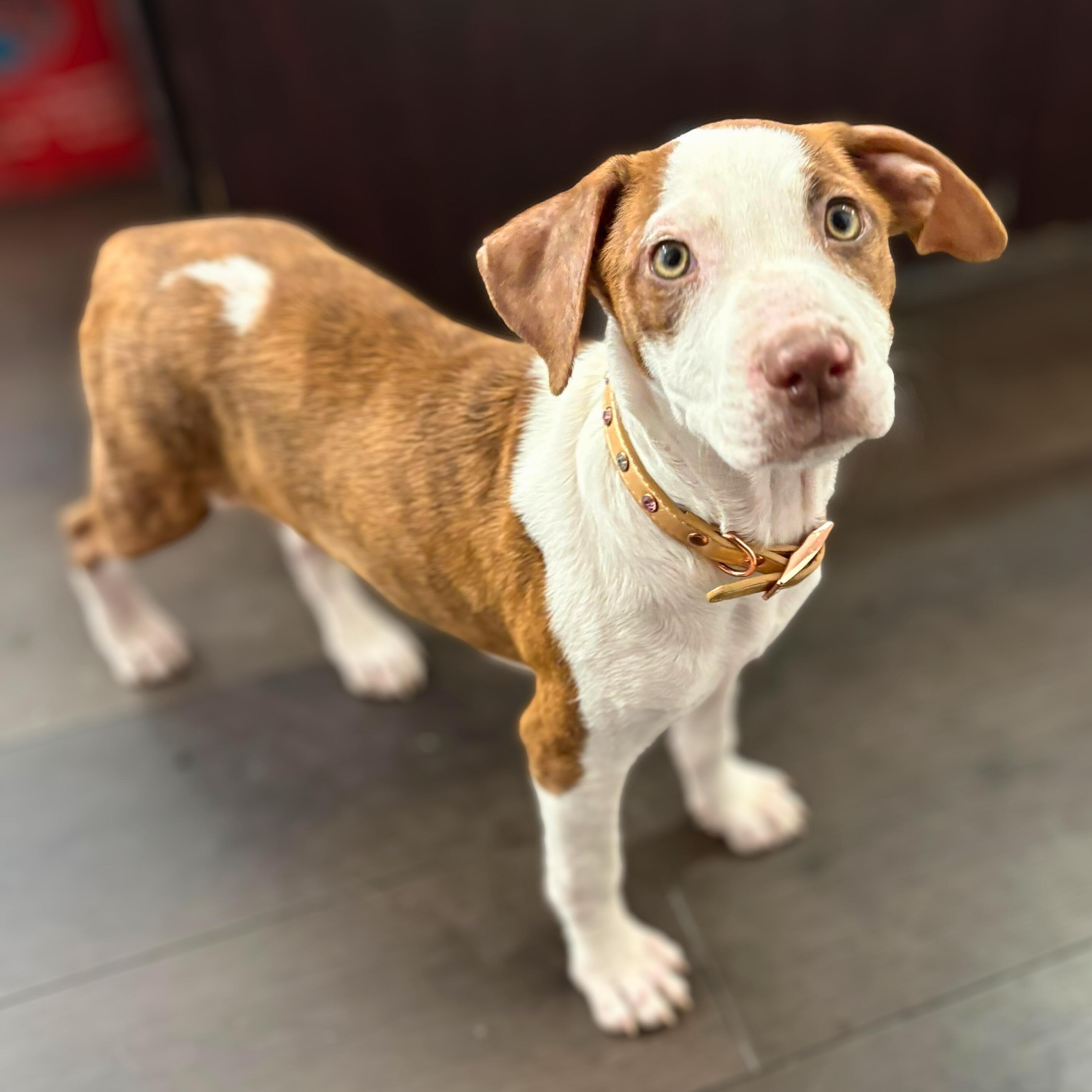 Enlarge Ellie, a ADOPTABLE mixed breed in Baltimore, MD image 4/6