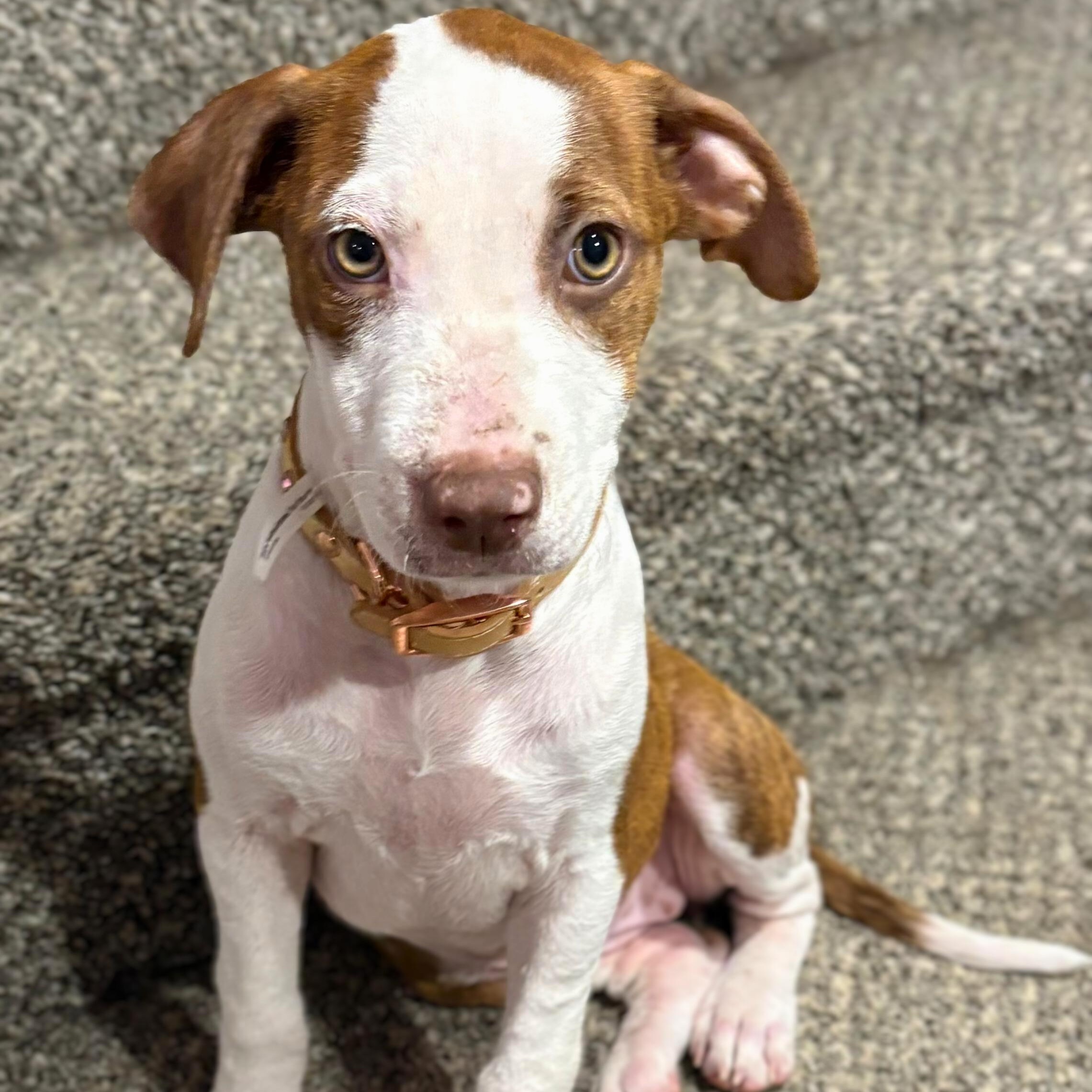 Enlarge Ellie, a ADOPTABLE mixed breed in Baltimore, MD image 6/6