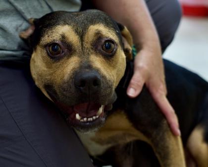 Doris, Adoptable, Adult Female Pit Bull Terrier & Mixed Breed.