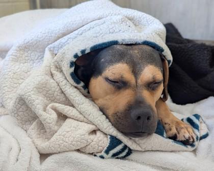 Enlarge Doris, a Adoptable mixed breed in Virginia Beach, VA image 3/3