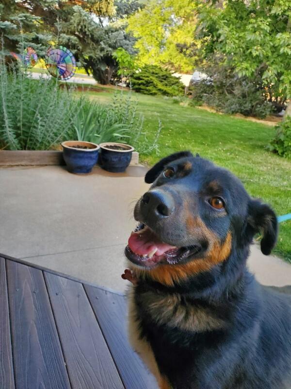 Towa, Adoptable, Adult Female Mixed Breed.