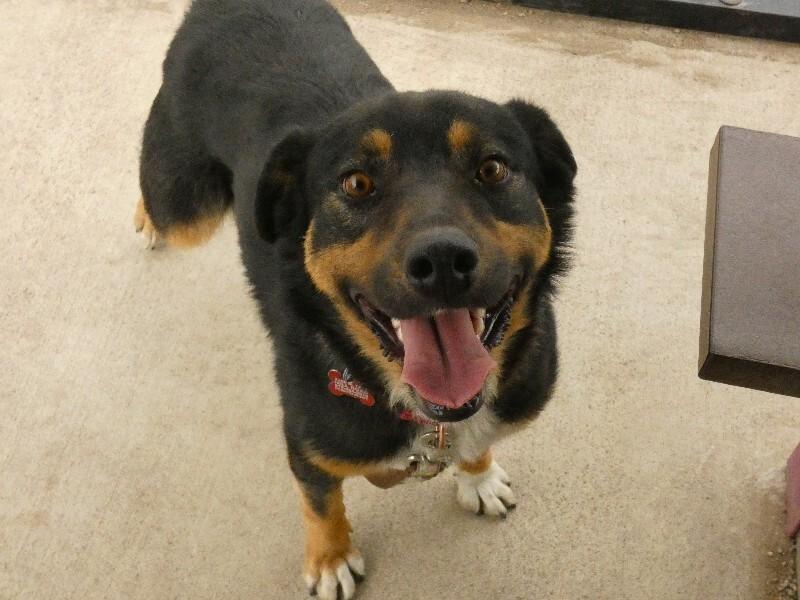 Towa, Adoptable, Adult Female Mixed Breed.