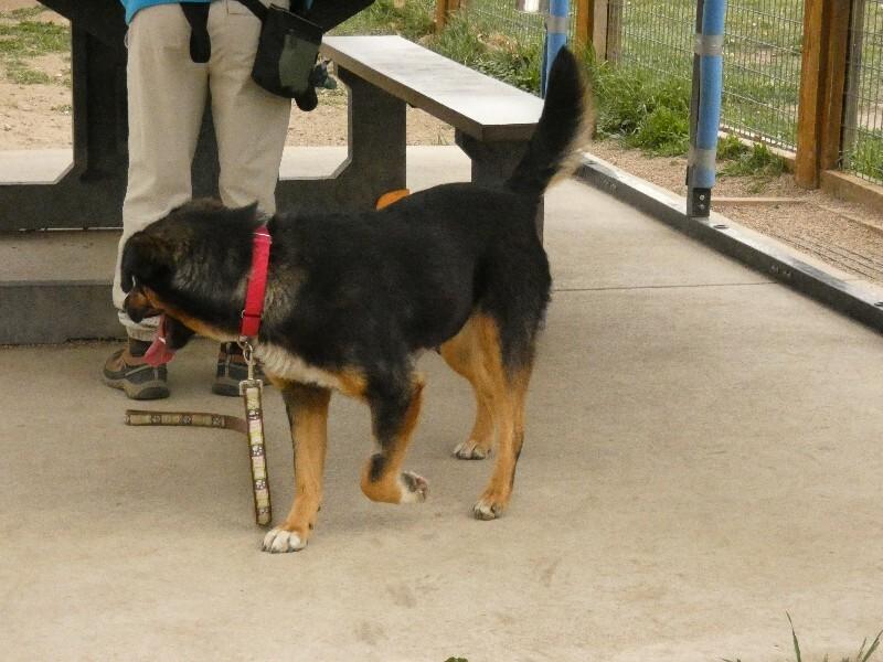 Towa, a Adoptable Mixed Breed in Fort Collins, CO image 2/6