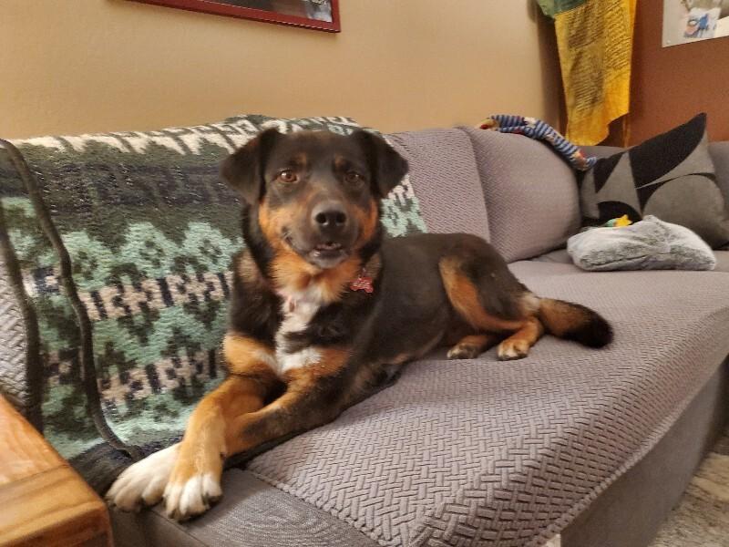 Enlarge Towa, a Adoptable Mixed Breed in Fort Collins, CO image 2/6