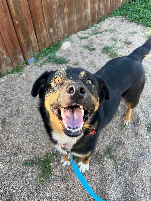Towa, a Adoptable Mixed Breed in Fort Collins, CO image 3/6
