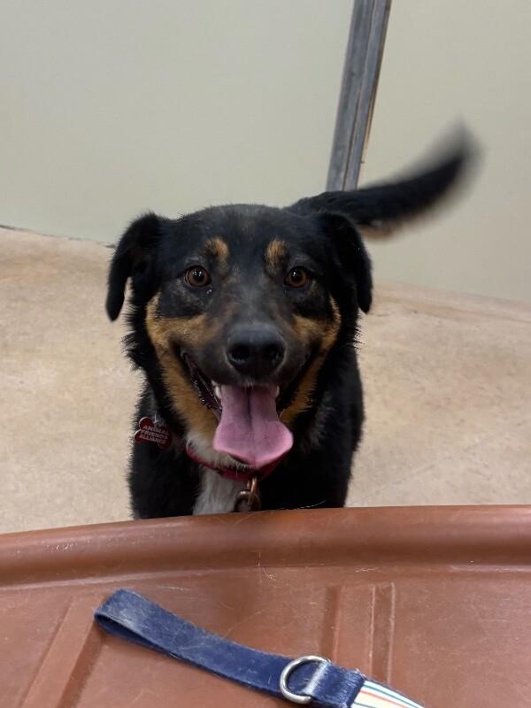 Towa, a Adoptable Mixed Breed in Fort Collins, CO image 4/6