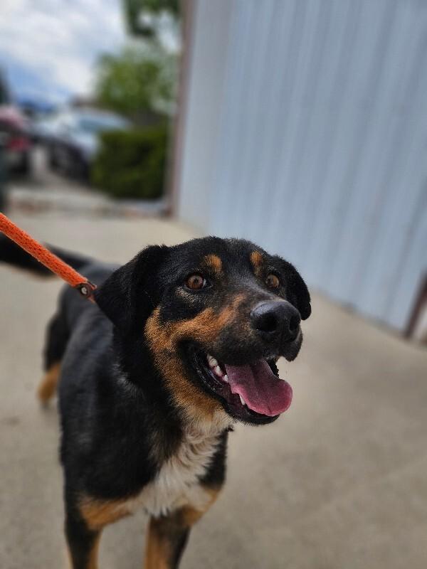 Towa, a Adoptable Mixed Breed in Fort Collins, CO image 5/6