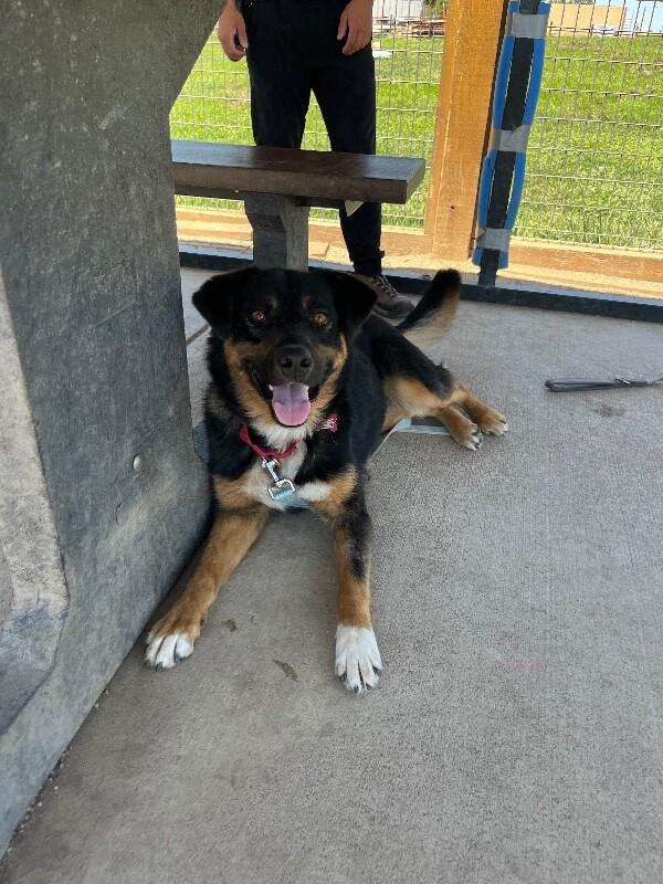 Enlarge Towa, a Adoptable Mixed Breed in Fort Collins, CO image 5/6