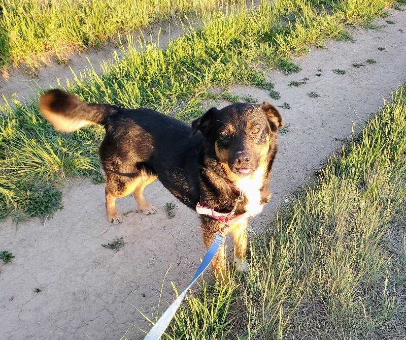 Towa, a Adoptable Mixed Breed in Fort Collins, CO image 6/6