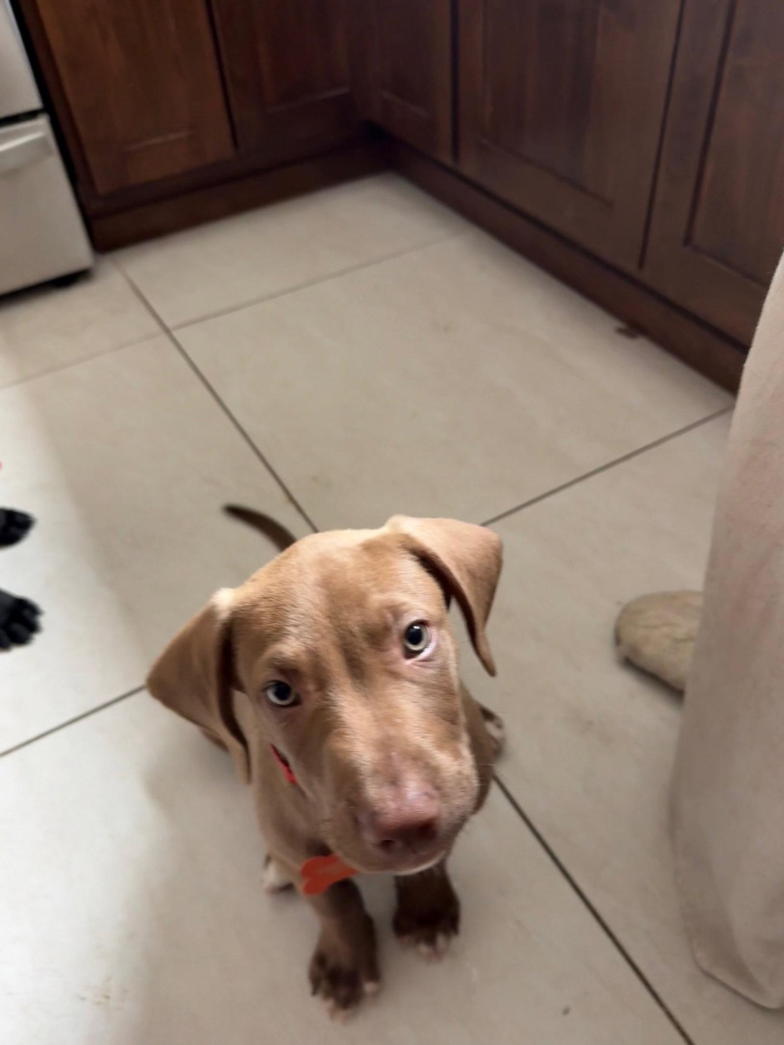 Remus, Adoptable, Young Male Labrador Retriever & Hound.