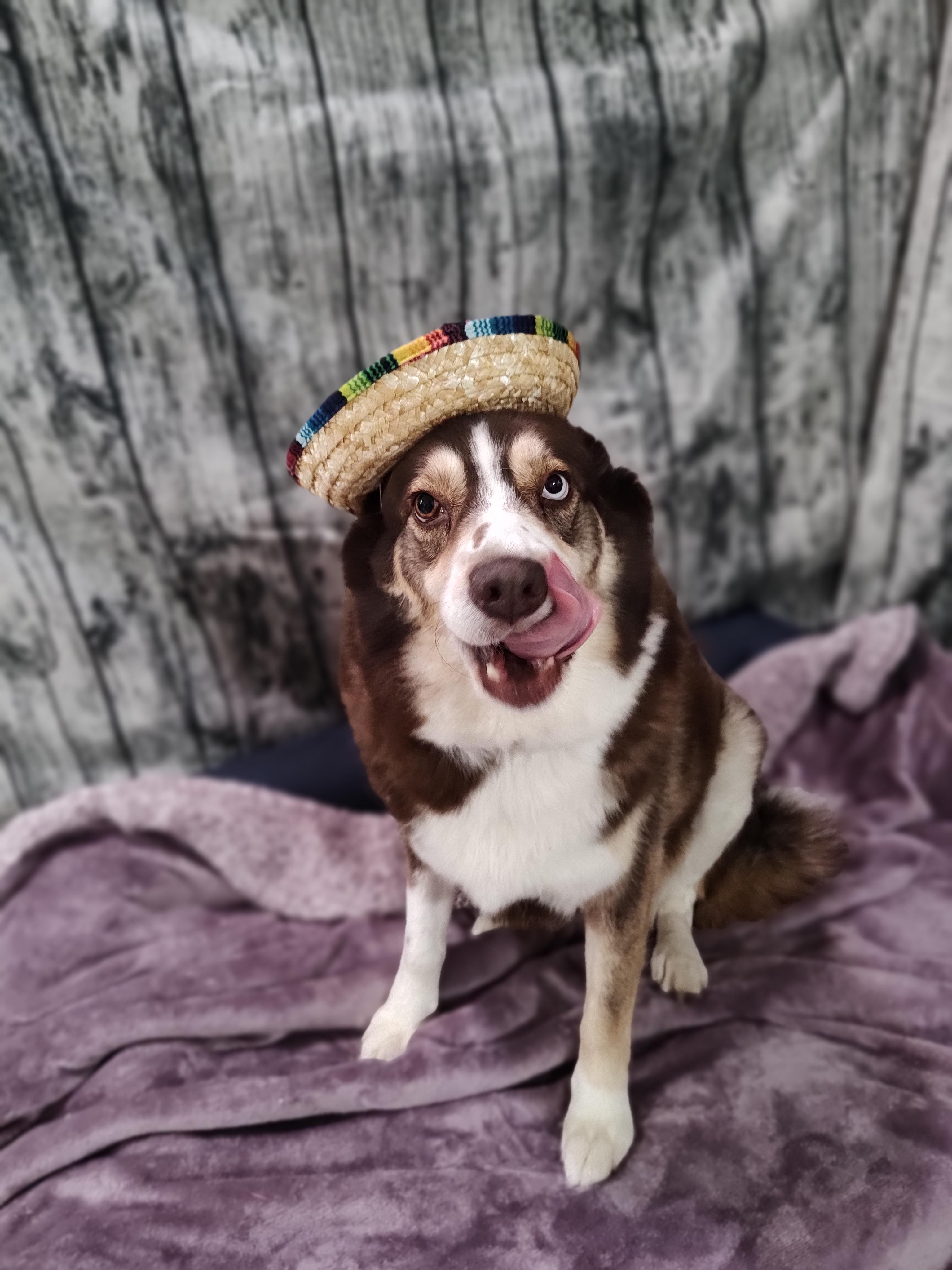 Enlarge Almond Joy, a Adoptable mixed breed in Chattanooga, TN image 1/6