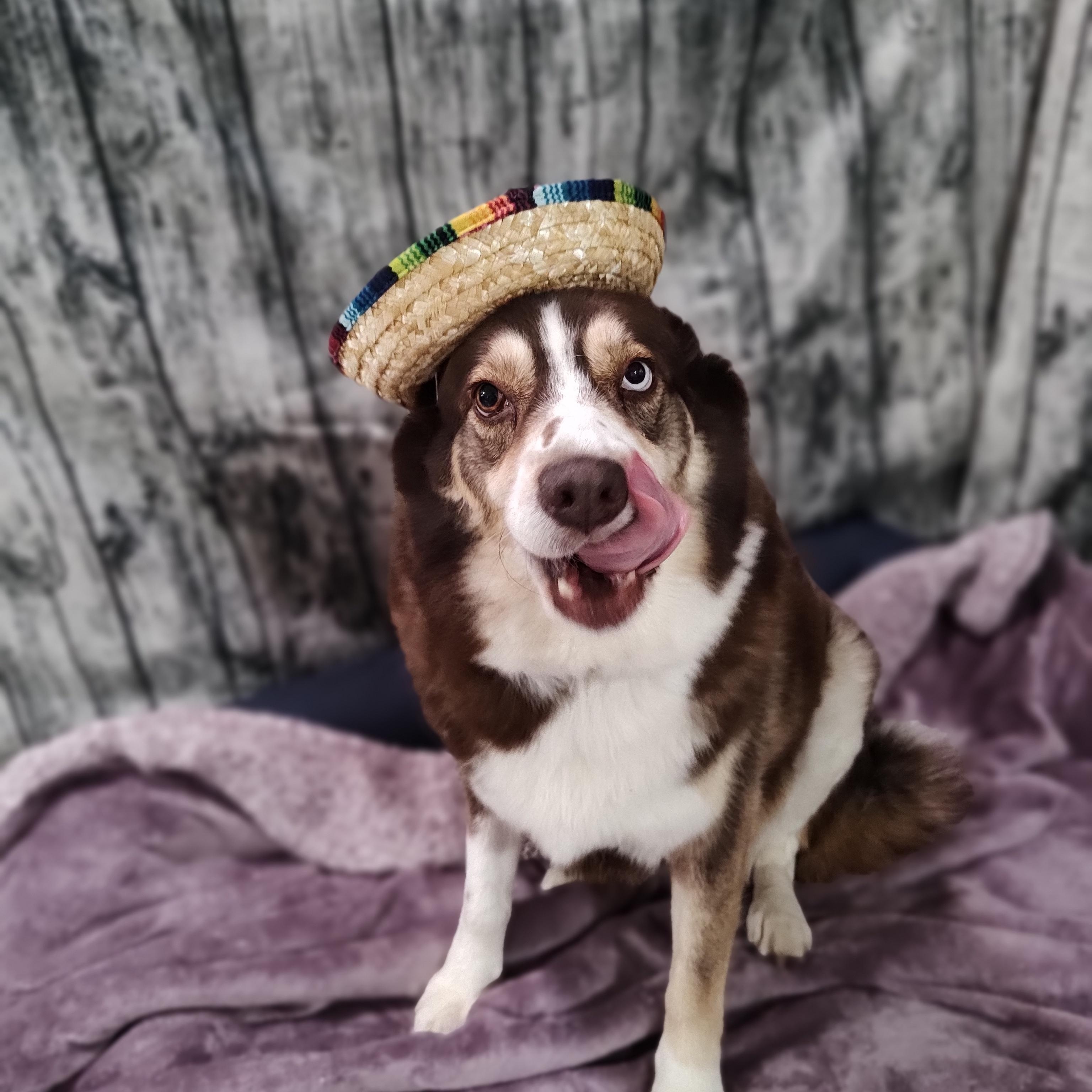 Enlarge Almond Joy, a Adoptable mixed breed in Chattanooga, TN image 3/6