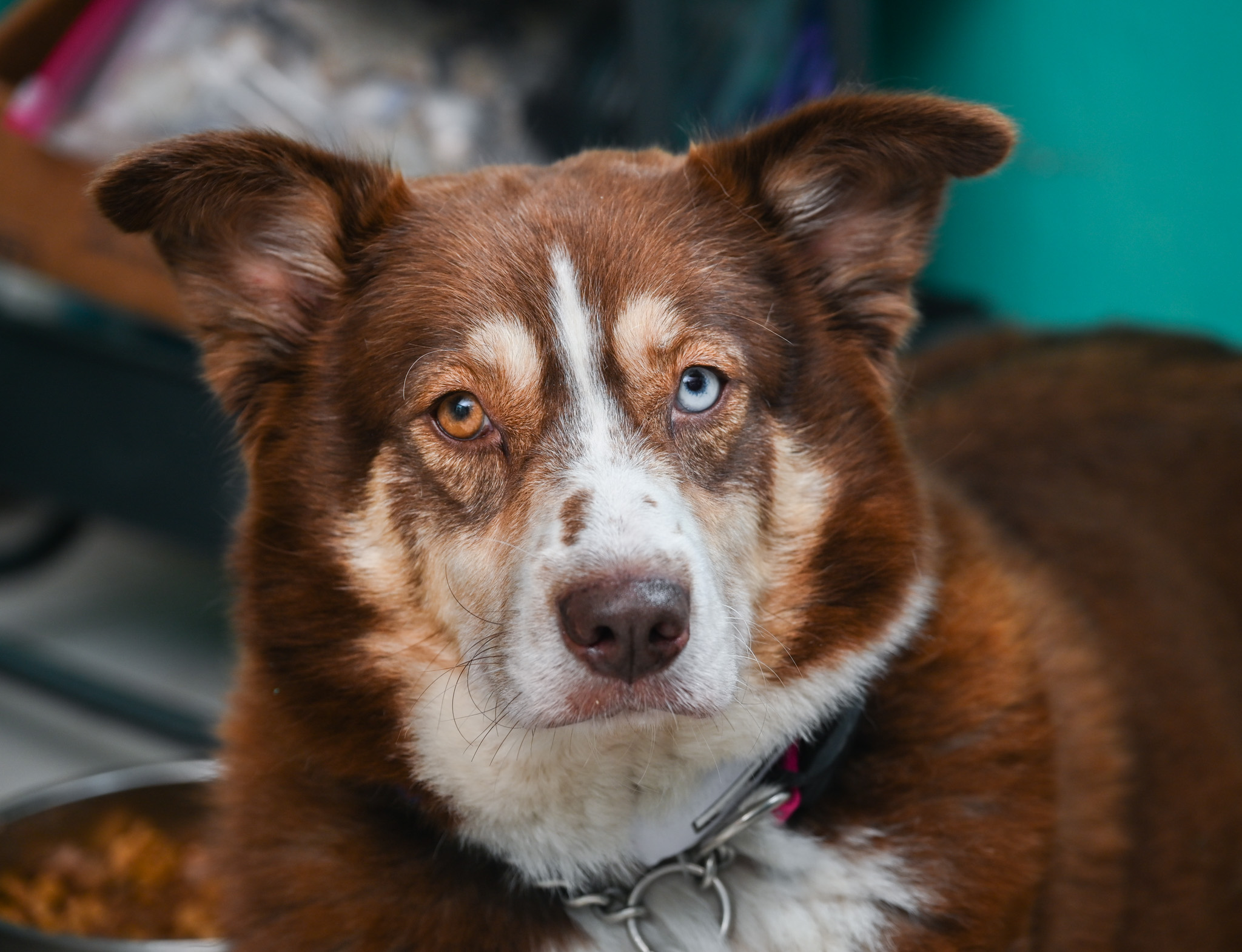 Enlarge Almond Joy, a Adoptable mixed breed in Chattanooga, TN image 5/6