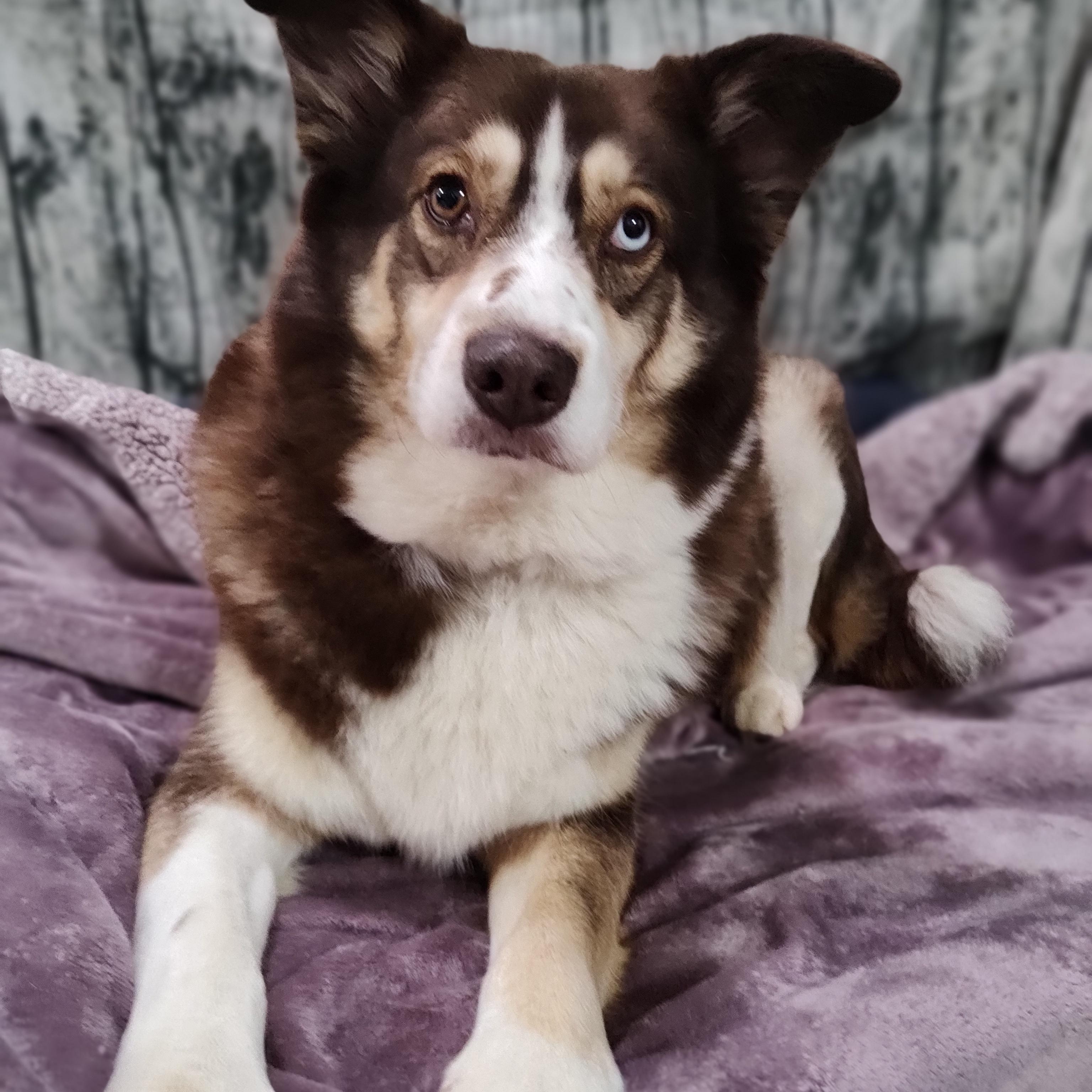 Enlarge Almond Joy, a Adoptable mixed breed in Chattanooga, TN image 4/6