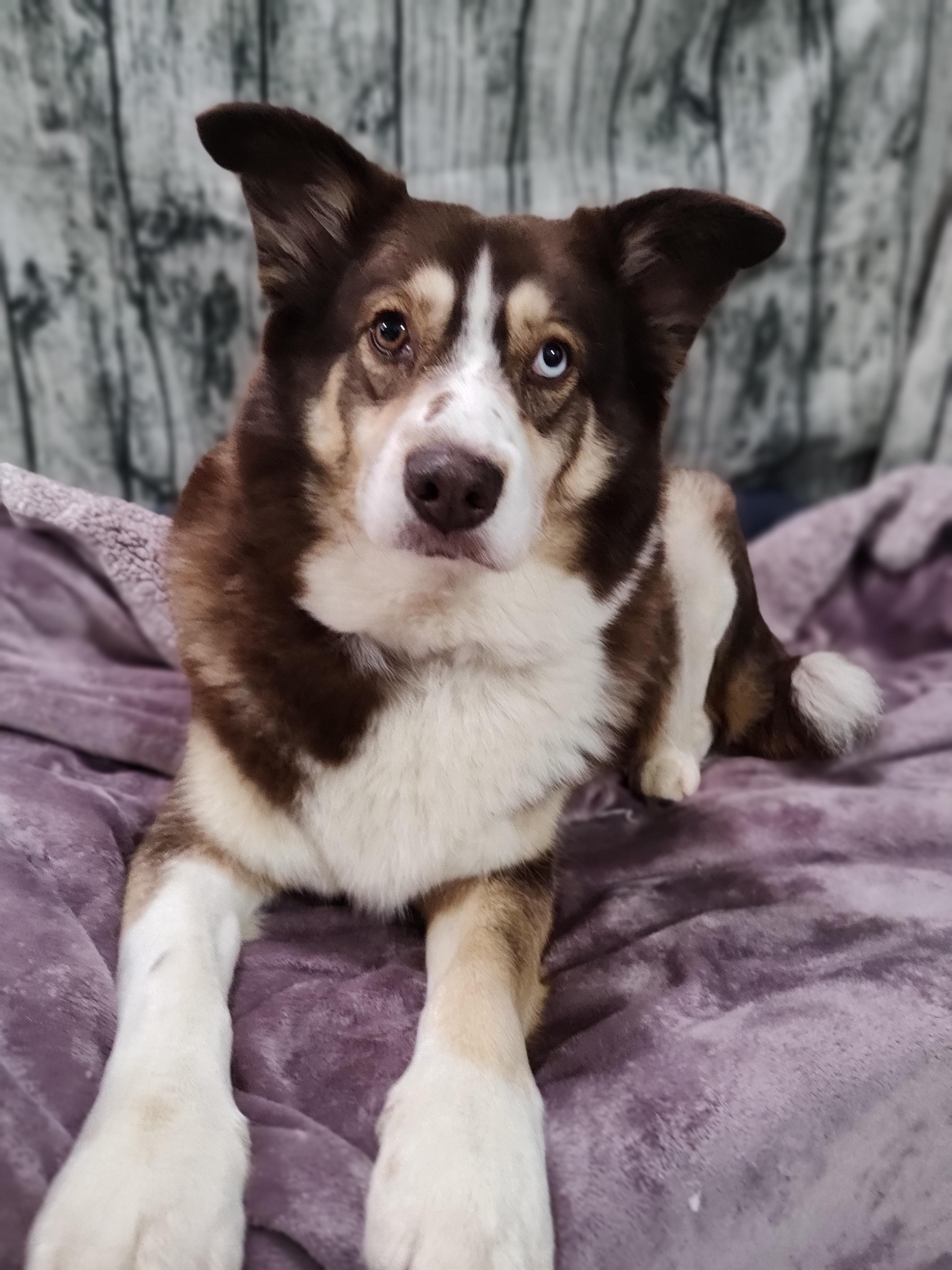 Enlarge Almond Joy, a Adoptable mixed breed in Chattanooga, TN image 2/6