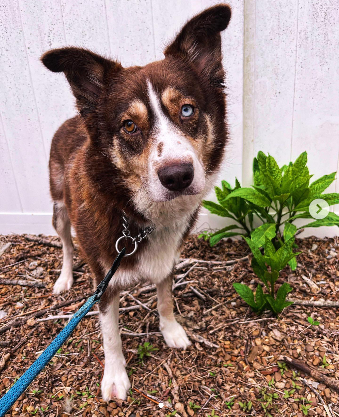 Enlarge Almond Joy, a Adoptable mixed breed in Chattanooga, TN image 4/6